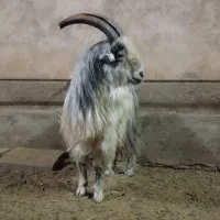 بزغاله دبری ،بز،میش|حیوانات مزرعه|داران, |دیوار