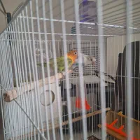 کوتوله برزیلی|پرنده|مشهد, آزادشهر|دیوار