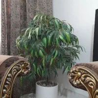 درختچه مصنوعی|گل مصنوعی|پیشوا, |دیوار