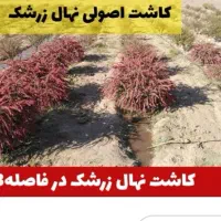 فروش نهال زرشک|خدمات باغبانی و درختکاری|مشهد, فرودگاه|دیوار