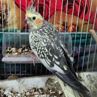 یک جفت عروس هلندی|پرنده|شبانکاره, |دیوار