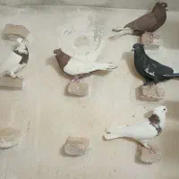 کبوتر|پرنده|جهرم, |دیوار