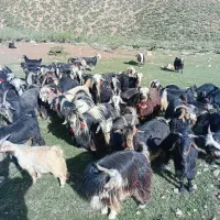 بز  ترکی  سالار