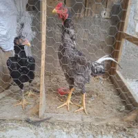 خروس لاری تاج میل اصیل