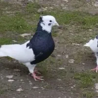 کبوتر طوقی .پرستویی. چپ .شصتی .پروازی همجوره