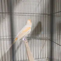 قفس سهره نر مرغ عشق عروس هلندی قناری|لوازم جانبی حیوانات|قرچک, مهدیه|دیوار