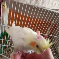 دو عدد جوجه عروس هلندی