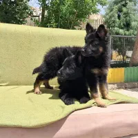 مرکز تخصصی سگ های گارد توله های اورجینال|سگ|گرمدره, |دیوار