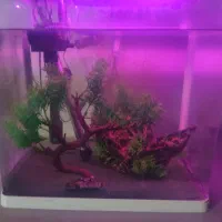 اکواریوم|ماهی|محمدشهر, محمدشهر|دیوار