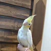 جوجه عروس هلندی لوتینو