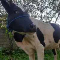 گاو دورگ محلی|حیوانات مزرعه|گوراب زرمیخ, |دیوار