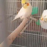 عروس هلندی نر بالغ کارداده