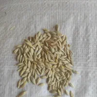 گندم وجو|خوردنی و آشامیدنی|هرسین, |دیوار