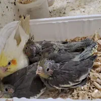 جوجه عروس سرلاکی نرم خور|پرنده|رشت, فلسطین|دیوار