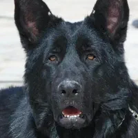 ژرمن وارداتی.نر.