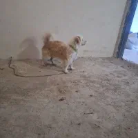 سگ پاکوتاه|سگ|اردبیل, |دیوار