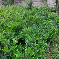 گل یاس هلندی سطل ۱۰|گل و گیاه طبیعی|رحیم‌آباد, |دیوار