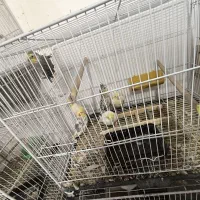 تعدادی عروس هلندی جفت و مولد و جوجه عروس|پرنده|بومهن, |دیوار