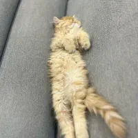 واگذاری گربه گارفیلدی پرشین گلد|گربه|نهبندان, |دیوار