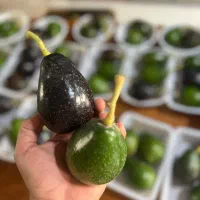 نهال اووکادو مکزیک پرچرب دوساله تا به بالا موجود|خدمات باغبانی و درختکاری|شلمان, |دیوار