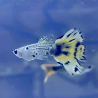 گوپی تایگر هالفمون