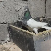 کبوتر|پرنده|تبریز, |دیوار