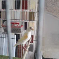 قناری موزایکی ماده