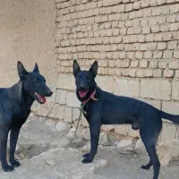 واگذاری مالینزم نرو ماده|سگ|شاهرود, |دیوار