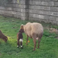 3عدد گوسفند