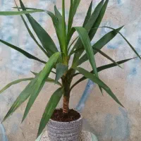 فروش فوری و گیاه