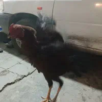 خروس لاری|حیوانات مزرعه|نگین شهر, |دیوار