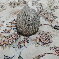 فسیل باقدمت چندین ساله