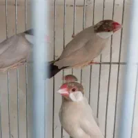 فنچ نرگسی شکلاتی با سیلور