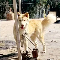 سگ هاسکی نرر ۱۱ ماهه .'.ق..توافقی