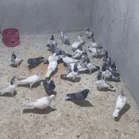 کفتر|پرنده|قشم, |دیوار