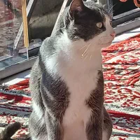 واگذاری‌گربه