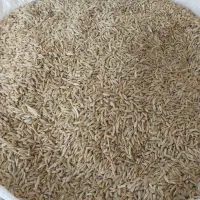 جودیم‌وگندم‌قرمز