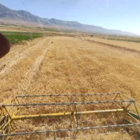 گندم دامی «میش گاو گوساله»