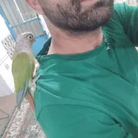 گرینچیک وکیف زنانه نو|پرنده|چهارباغ, |دیوار