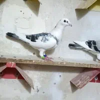 کبوتر پلاکی  ابلغ ،خرمشهر