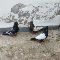 کبوتر|پرنده|سوسنگرد, |دیوار