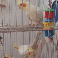 عروس هلندی|پرنده|سیرجان, |دیوار