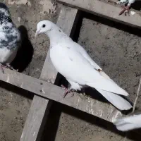 کبوتر گرفتنی سسلی و تهرانی|پرنده|ارومیه, |دیوار