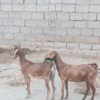 گیسه