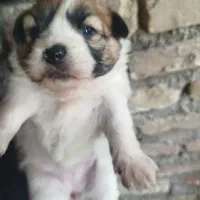 توله سگ پامریان خرسی