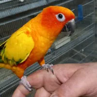 جوجه راهب آبی و خورشیدی