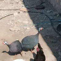 مرغ هندی شاخدار و مرغ محلی