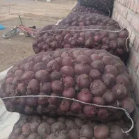 پیاز 120عددهست