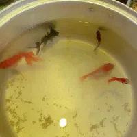 پنج عدد ماهی هفت سین رایگان