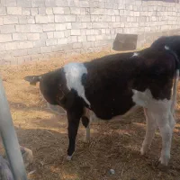 گوساله ماده